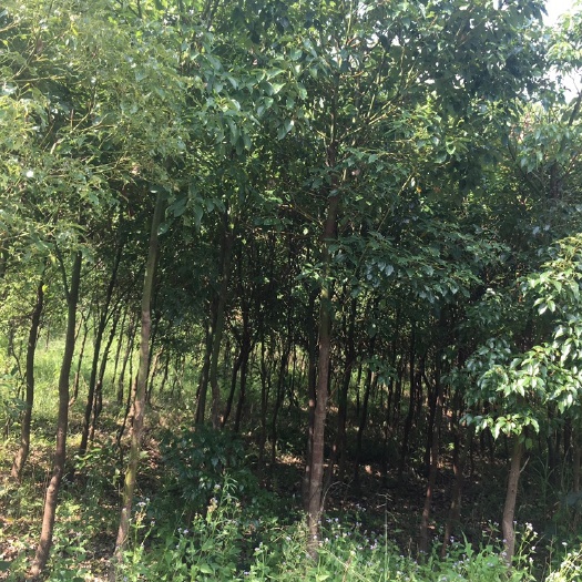 连平县全冠香樟 香港樟树
