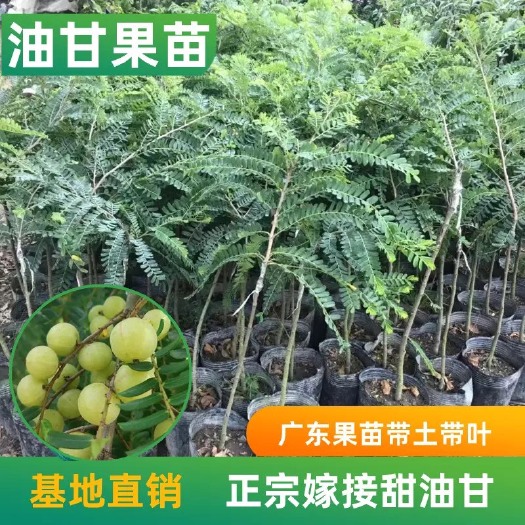 普宁市余甘果苗 甜种余甘，脆甜无渣，水晶品种