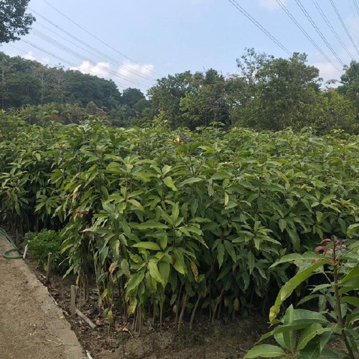 普宁市 植生芒果苗，小杯营养苗，嫁接金煌芒苗，象牙芒，四季芒果苗