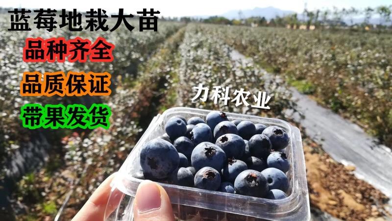 肥城市 蓝莓苗 地栽大苗 品种齐全 品质保证 带果发货