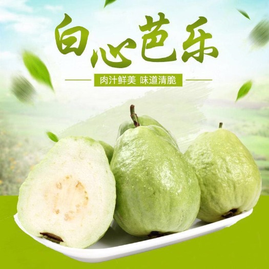 北流市 白心；红心番石榴