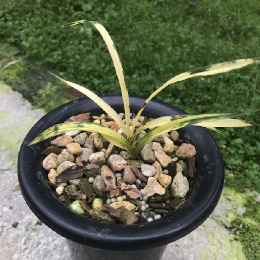 南靖县 春兰精品虎斑艺兰花