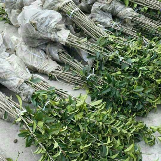 基地直供 桂花树苗，四季桂，月桂，金桂