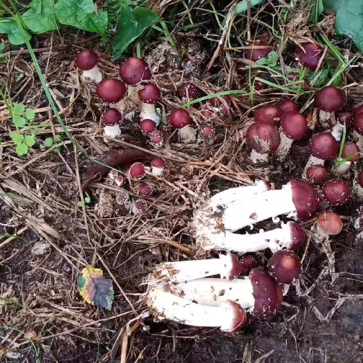 通河县 每年8月份大量出售赤松茸，预购价优