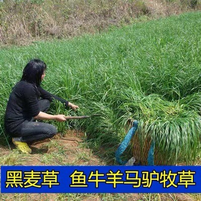 沭阳县黑麦草种子 牧草种子：黑麦草