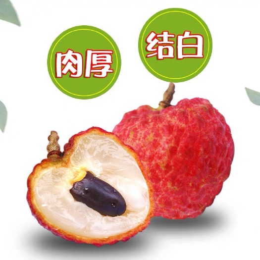 灵山县仙进奉荔枝嫁接苗，果子香甜爽口，吃了还想吃