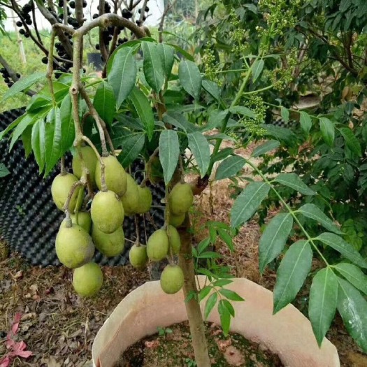 青橄榄苗  越南太平洋橄榄嫁接苗品种纯正当年结果 根系发达适应能力强