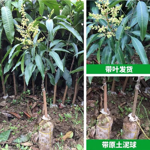 普宁市芒果果树苗当年结果金煌芒果苗水果树苗 嫁接南方种植北方四季