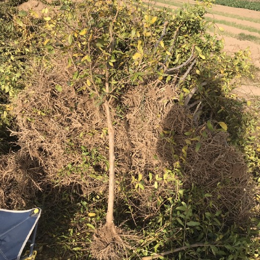 荥阳市 石榴树苗，软籽石榴树苗1年软籽嫁接苗，