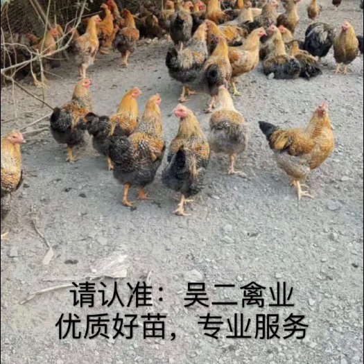 南宁 鸡苗，芦花鸡包邮包路损，精选优质好苗【热销型】