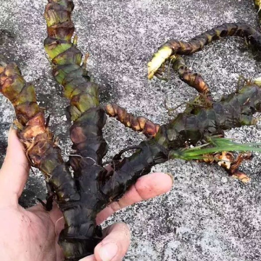 万宁市石菖蒲 中药材菖蒲