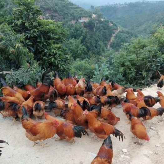 南宁灵山土鸡苗