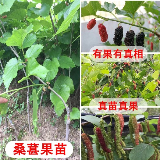 灵山县长果桑苗 桑葚树苗长果桑大十无籽桑葚苗南北方种植当年结果地栽嫁接果树苗