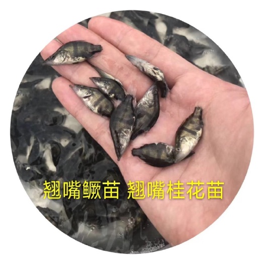 广州优质鱼苗桂鱼苗 鳜鱼苗 翘嘴桂鱼苗 桂鱼鱼苗批发