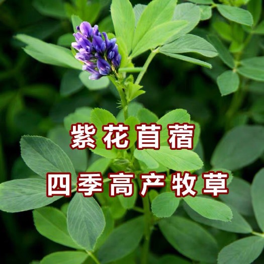 沭阳县紫花苜蓿种子 牧草种子：紫花苜蓿