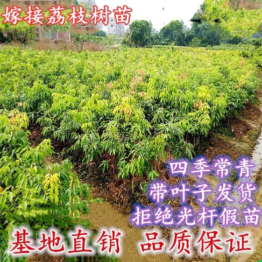 普宁市妃子笑荔枝苗   荔枝苗，正宗妃子笑，50-80cm，中杯
