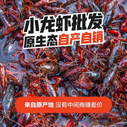 岳阳 清水红壳小龙虾 456钱硬规格 底板干净 价格美丽 直线包邮
