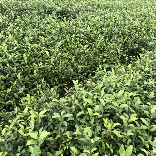 雅安奶白茶树苗 安吉白茶苗批发
