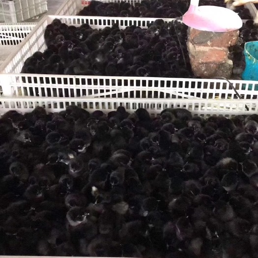广州 黑羽高产绿壳蛋鸡苗  保证质量  全国发货