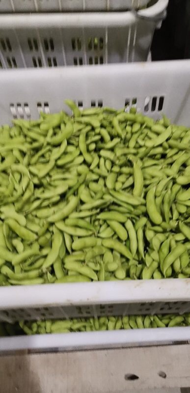 冬毛640号毛豆 18~24克