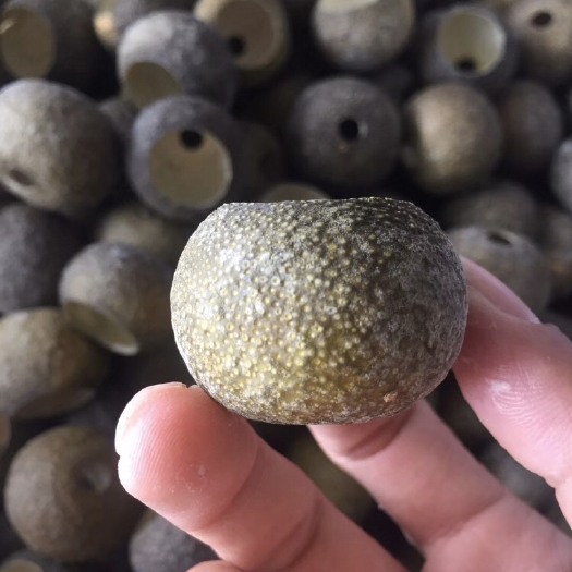 江门 小青柑壳
