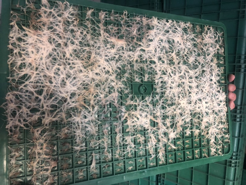 小麦芽 一代小麦草