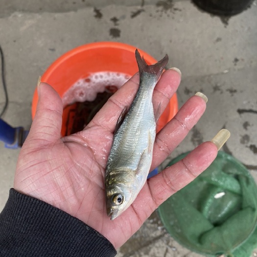 南宁 白鲢鱼苗