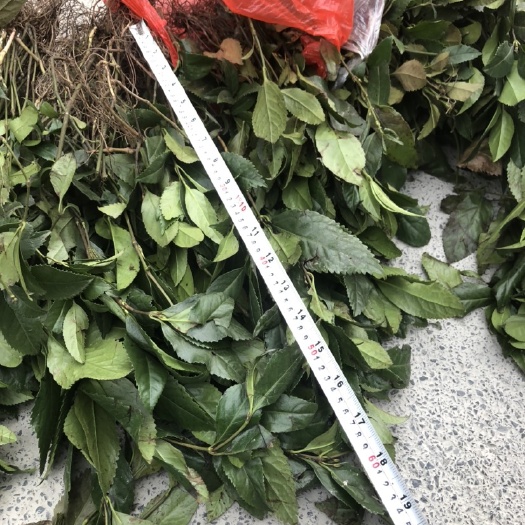 榕江县 大量出售优质的草珊瑚苗