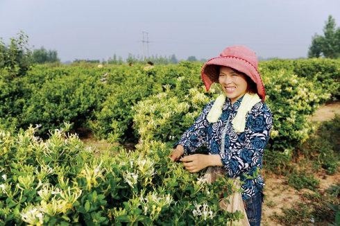 巨鹿县 河北巨鹿金银花种植基地