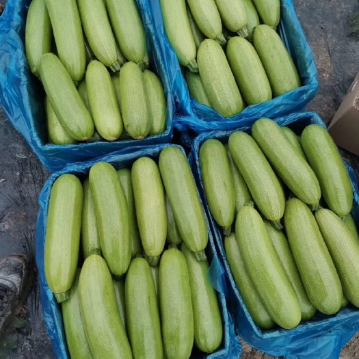 南通大量元素肥料 没有最好，只有更好，精品路线，大量批发出售，