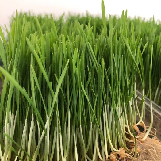 邹平市小麦芽 一代小麦草