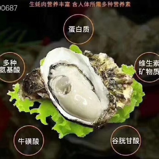 乳山市山东乳山牡蛎 正宗乳山本地鲜活生蚝，各个规格当天出货