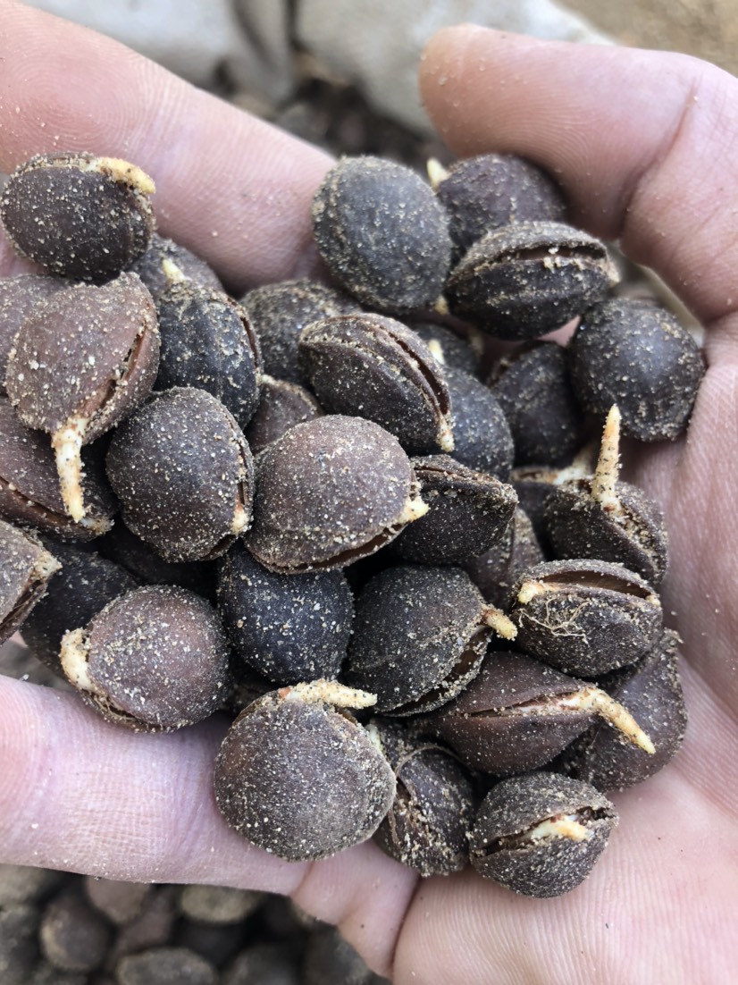 泰安山杏种子  产地供应杏核种子，杏树种子，，沙藏杏核保证出芽率