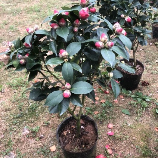 漳平市 小茶花