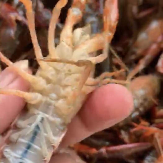 岳阳 岳阳小龙虾青壳龙虾