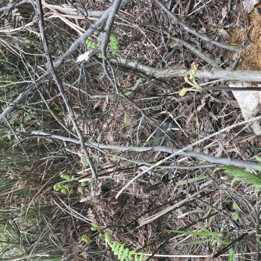 独山县 天然植物蕨菜