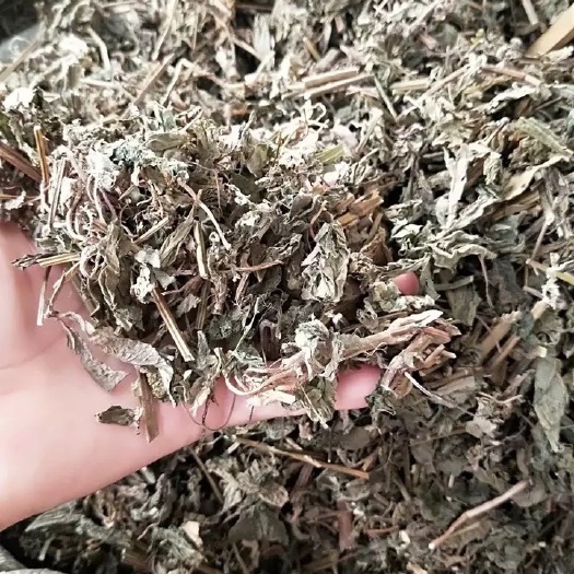  中药材倒扣草  倒钩草