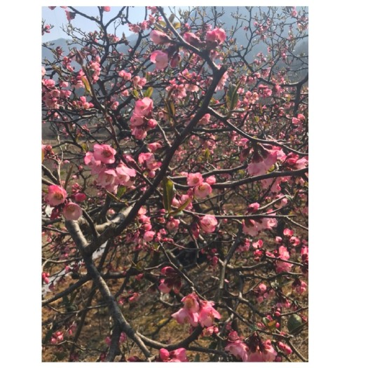 长阳县皱皮木瓜苗