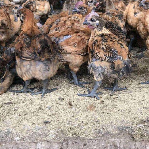 南宁 青脚麻鸡苗 包疫苗 包运输 教授技术养殖指导