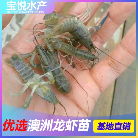 广州 鱼苗 澳洲龙虾苗  优质品种  全国空运