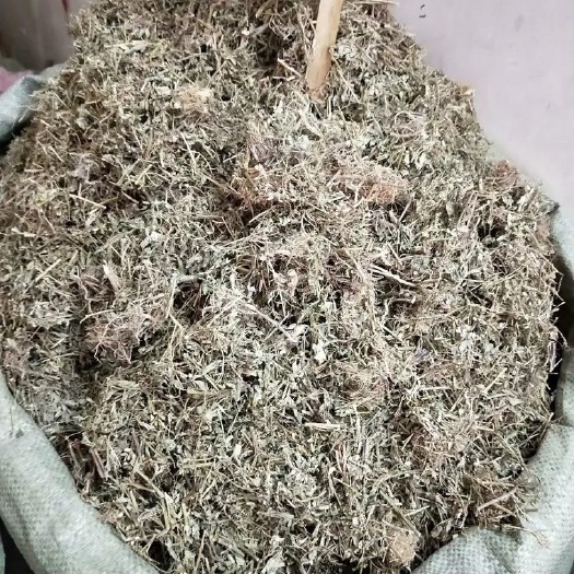 玉林 中药材珍珠草  龙珠草  叶下珠