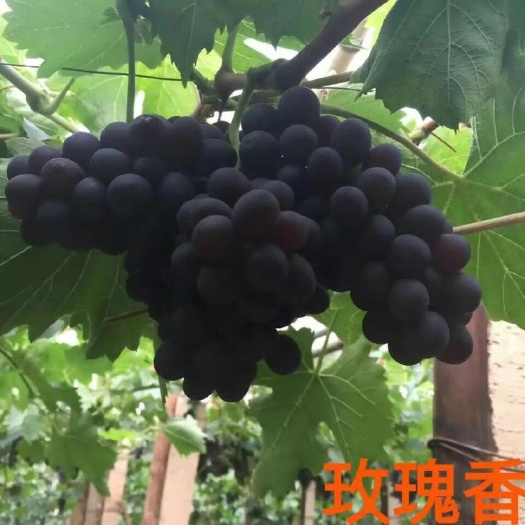 昌黎县 玫瑰香葡萄苗.基地直发.质量保证.量大优惠