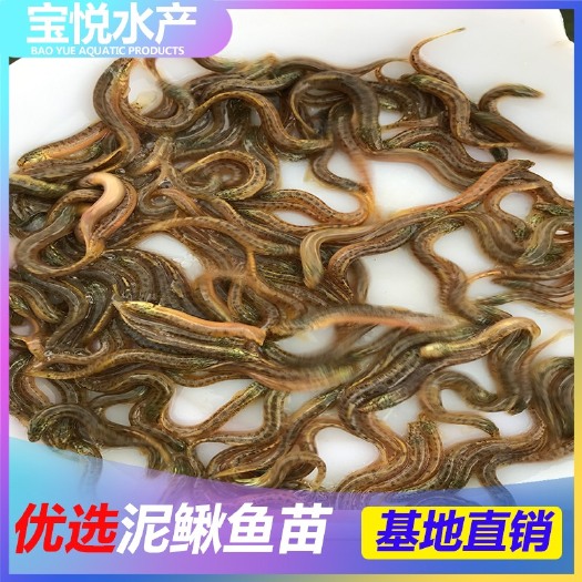 广州 鱼苗 泥鳅苗  大量批发