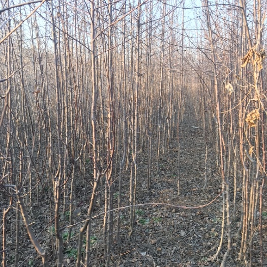 泰安红色之爱苹果苗 2.0~2.5米