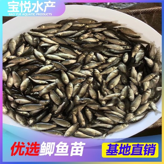 广州 鱼苗 中科五号 白鲫苗 鲫鱼水花大量供应批发