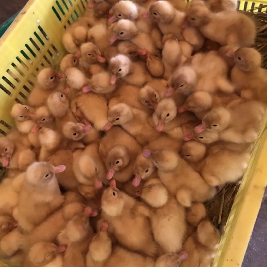 南宁 白鸭苗