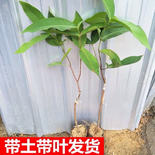 普宁市黑金刚莲雾苗 黑金刚莲雾，三年苗，营养杯