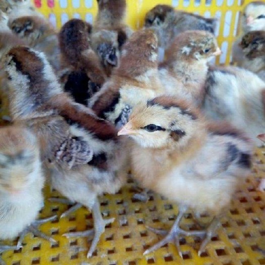 南宁青脚麻鸡苗 青脚麻鸡 大量供应 包运输费用 包疫苗公母可选