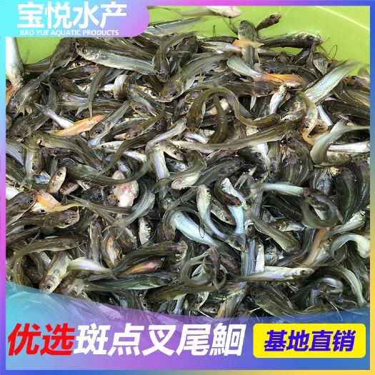 广州 鱼苗 斑点叉尾鮰鱼苗 美国斑点叉尾苗 大量出售