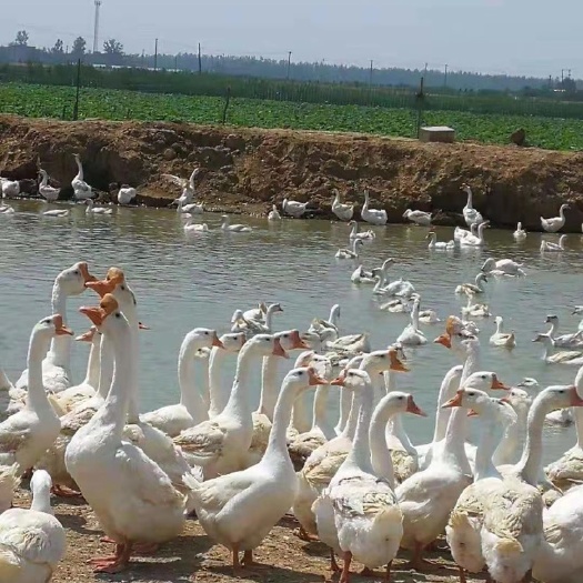 肥东县 浙东鹅苗